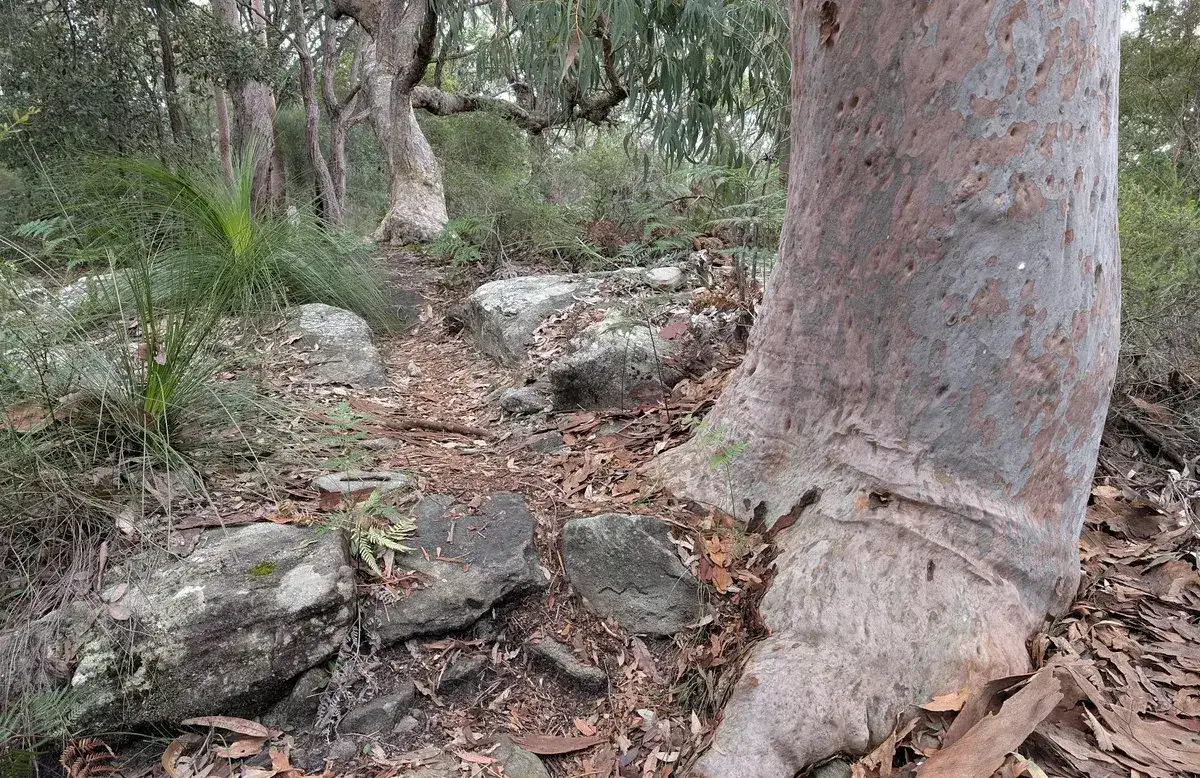 Angophora roots gripping sandstone rock beside the trail