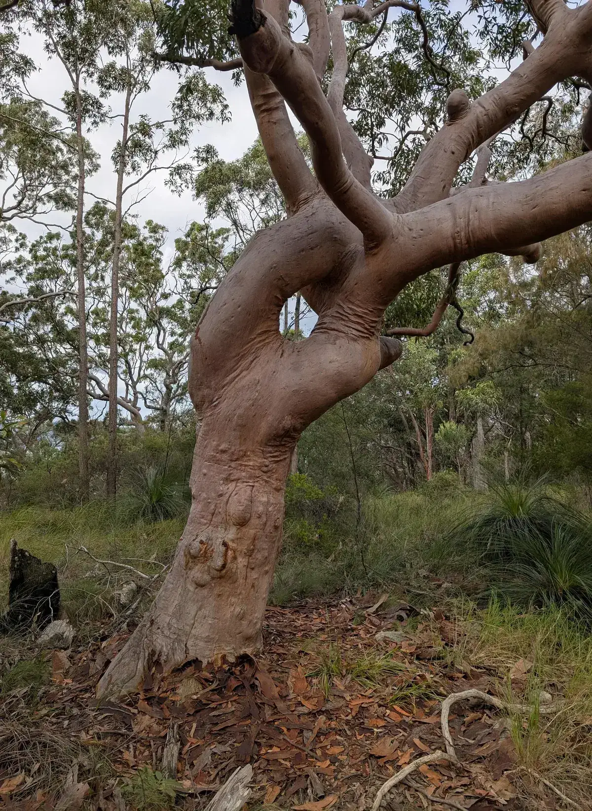 Twisting angophora trunk forming a hand like shape overhead