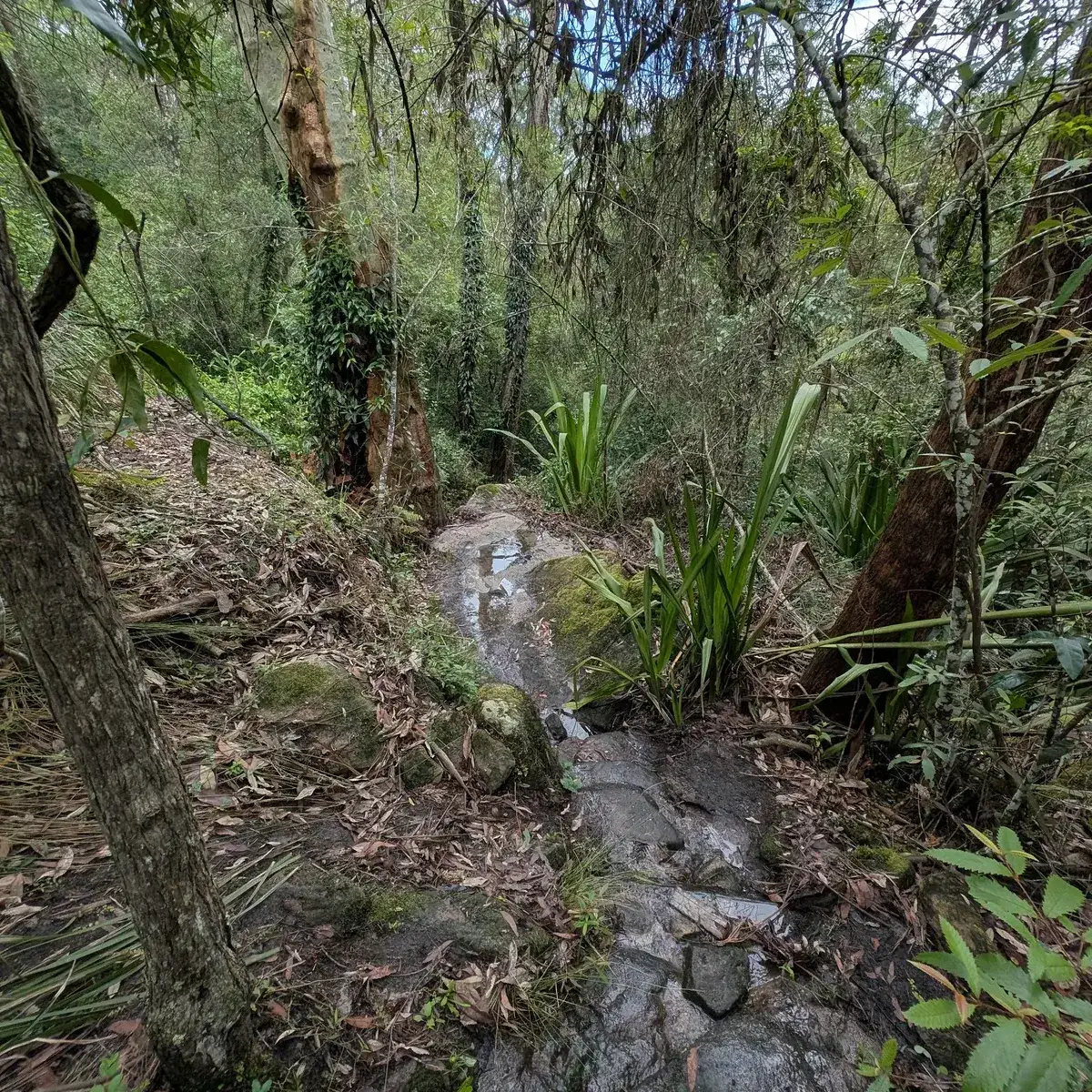 vertical view of Ironbark Falls cascading through fern lined sandstone