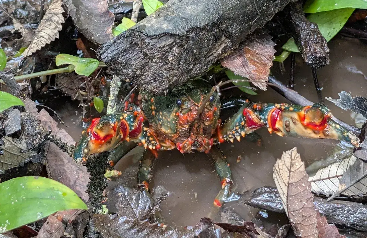 large yabby freshwater crayfish among leaf litter and a fallen branch