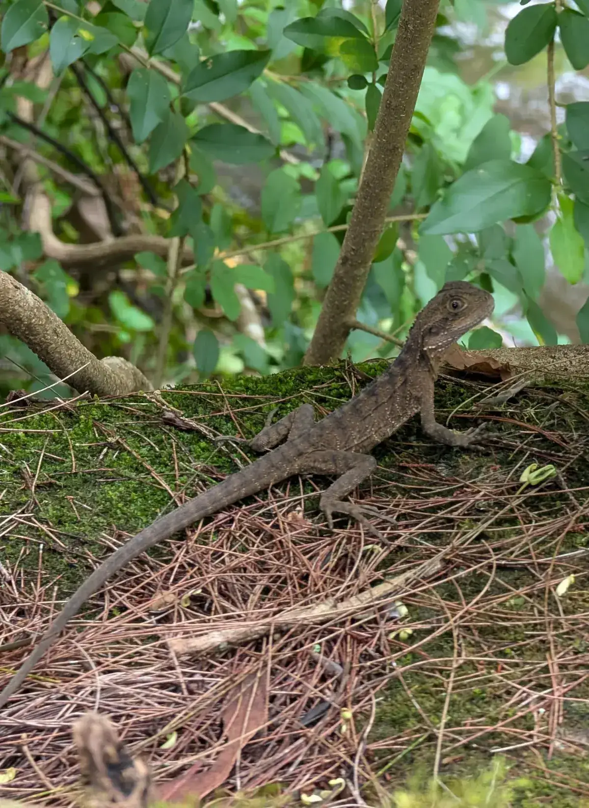 water dragon lizard resting on a mossy log covered in pine needles