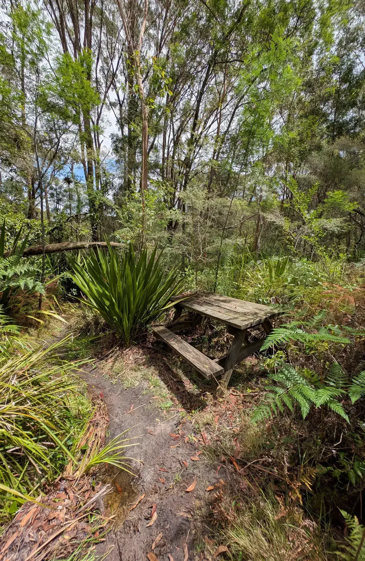 rough dirt track through eucalypt forest leading to Ironbark Falls