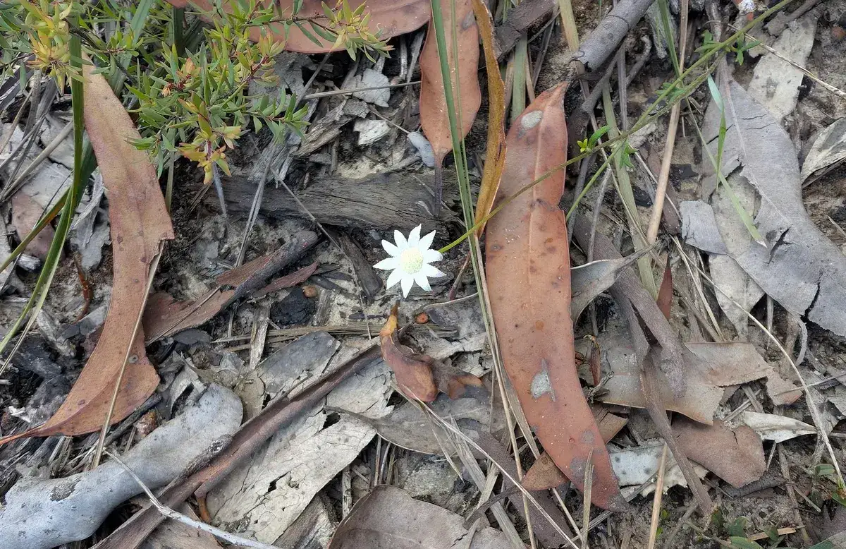 single white flannel flower blooming among dry eucalypt leaves