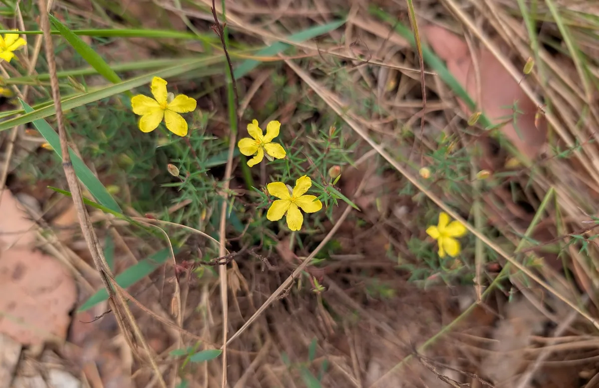 small yellow five petalled guinea flowers among dry grass