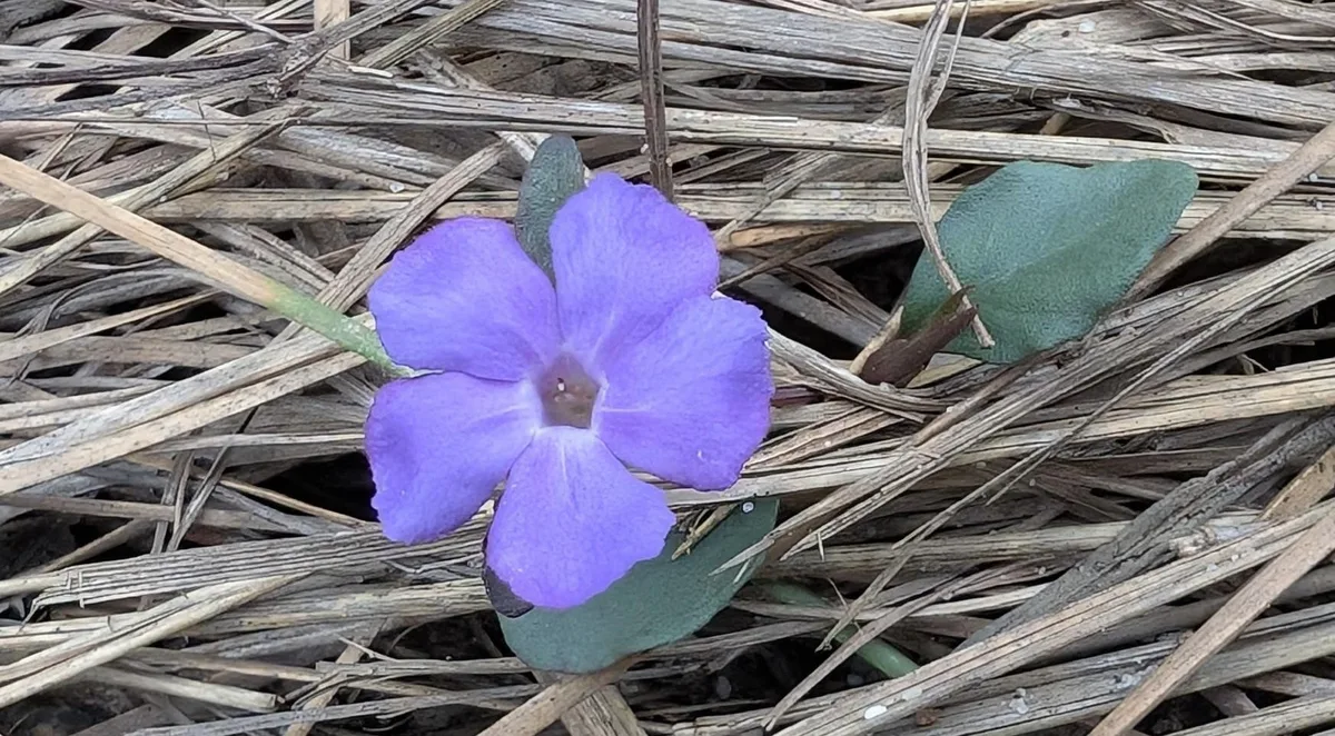 purple trumpet shaped dampiera flower nestled in dry grass