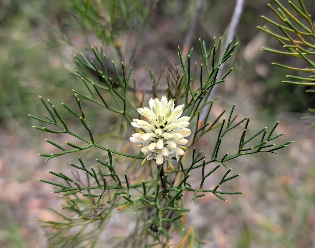 cream coloured bottlebrush like grevillea flower among needle foliage