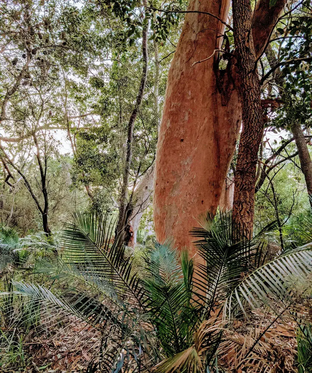 red gum loop near the entrance