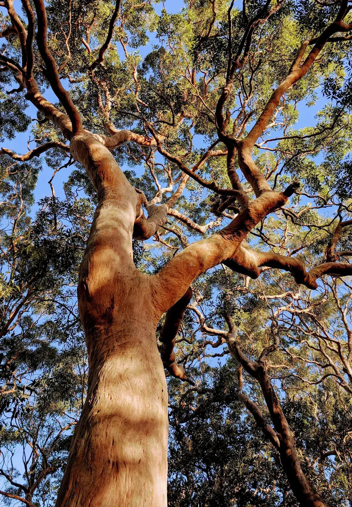 red gum loop near the entrance