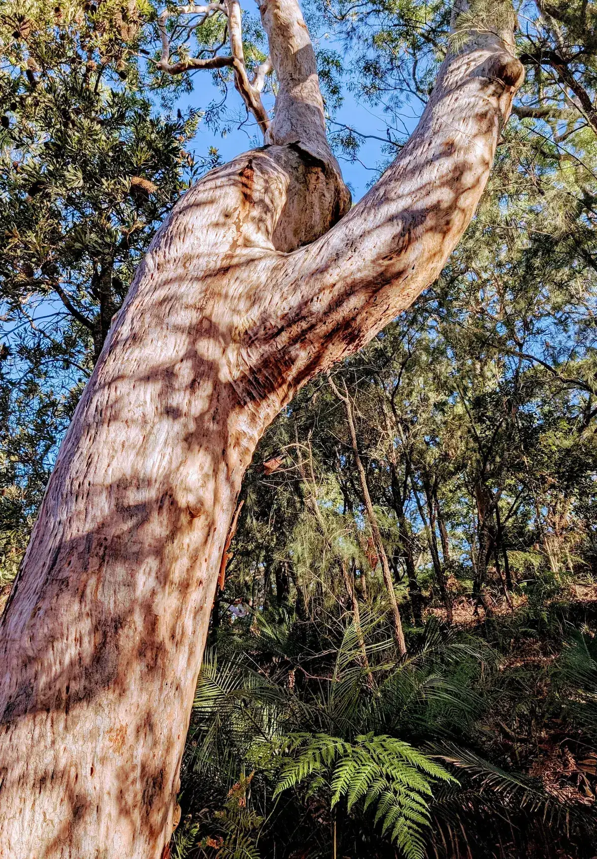 red gum loop near the entrance