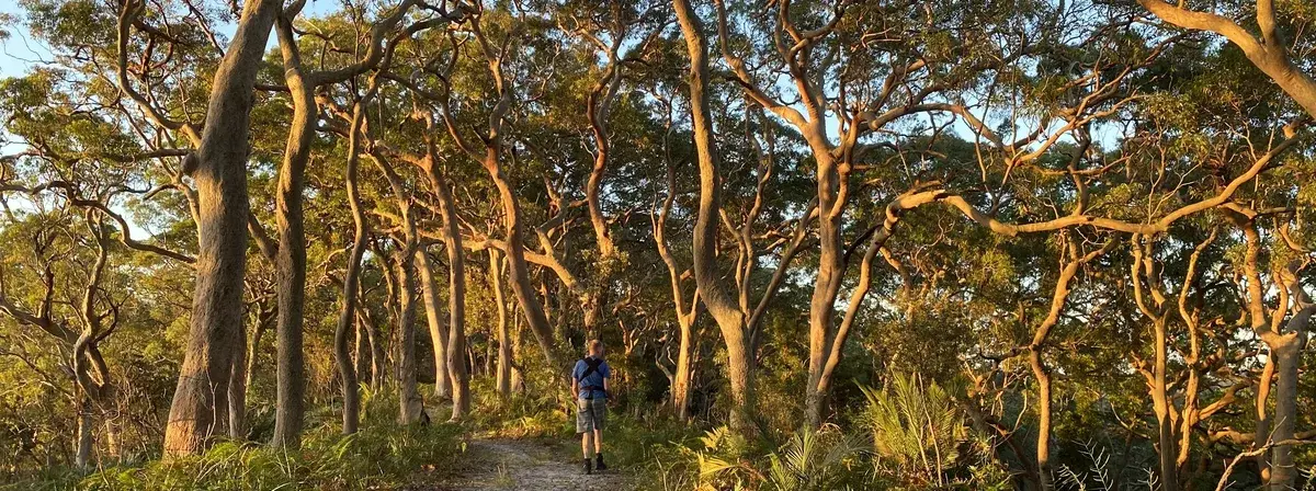 red gum loop near the entrance