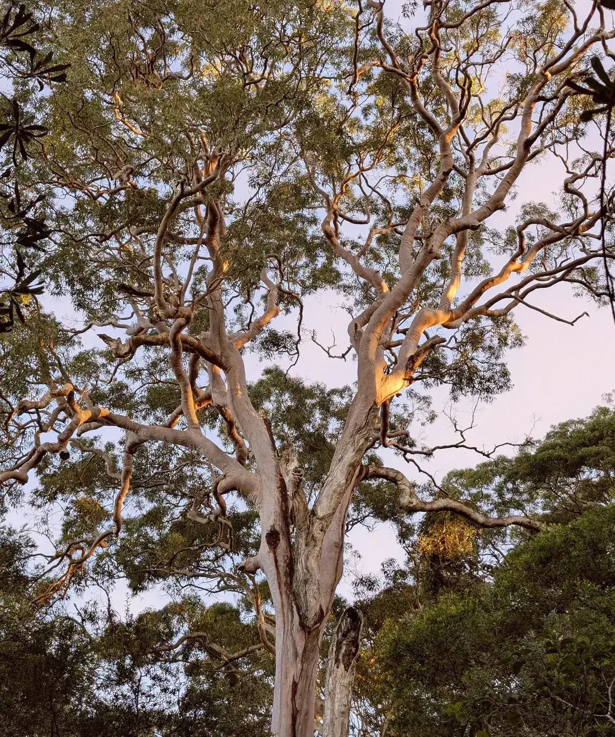 red gum loop near the entrance