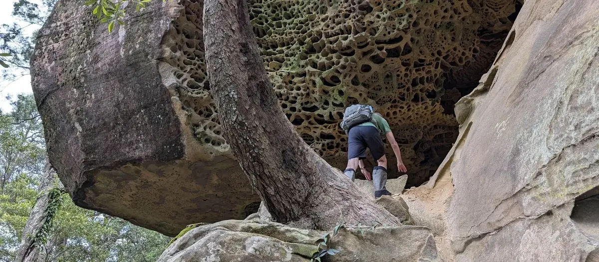 hiker with a backpack scrambling beneath a honeycombed sandstone overhang, gripping a tree root