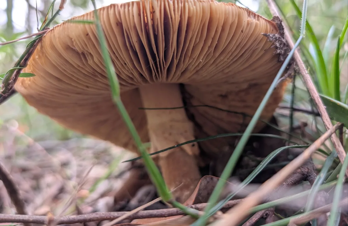 pale gilled mushroom growing low among grass on the forest floor