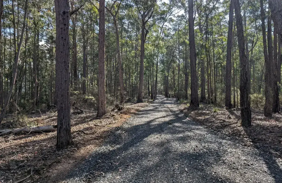wide gravel fire trail lined with tall eucalypts and dappled sunlight