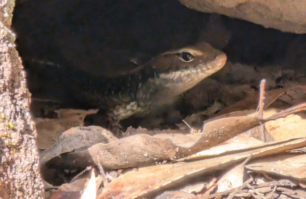 camouflaged lizard peering out from a dark rock crevice among fallen leaves
