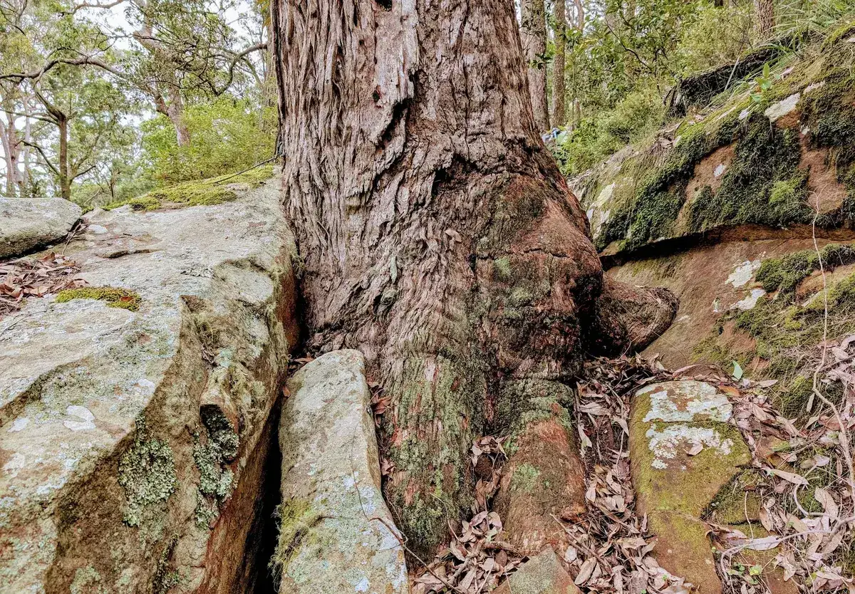 eucalypt trunk growing wedged between two lichen covered boulders
