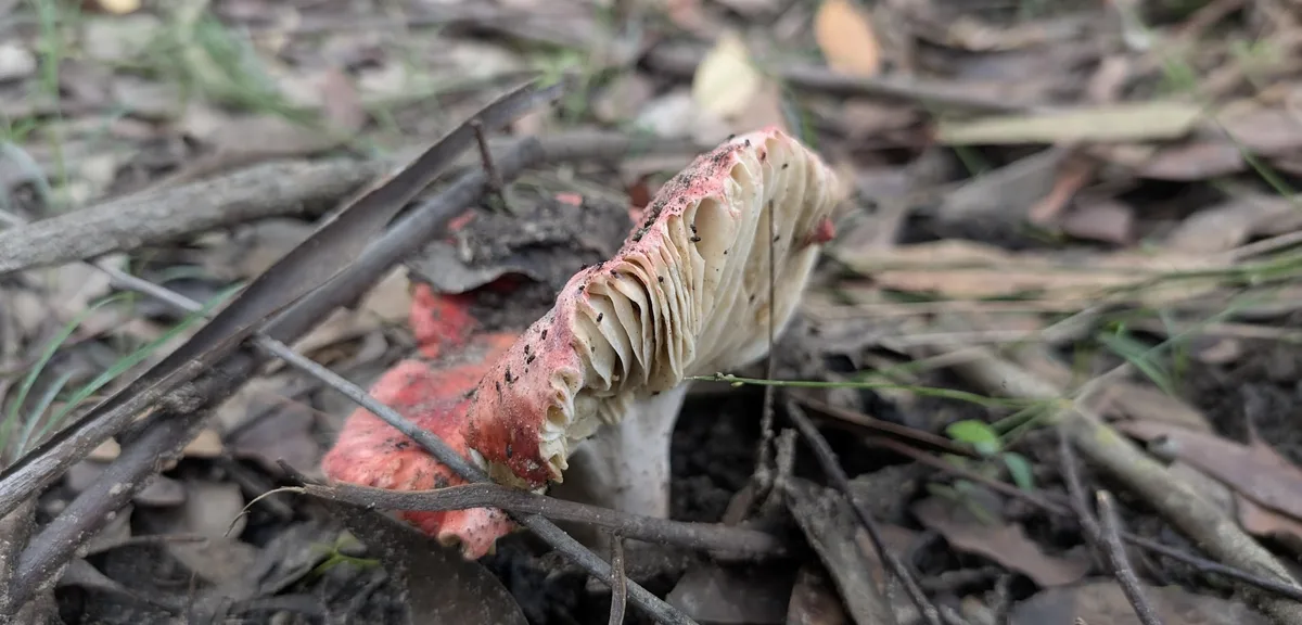 red and cream capped fungus with pale gills pushing through leaf litter