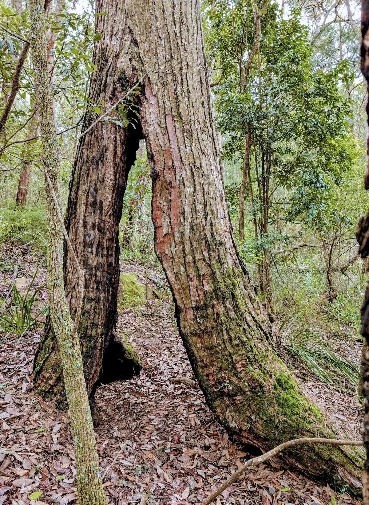 eucalypt trunk with a hollow split base rising from the leaf littered forest floor