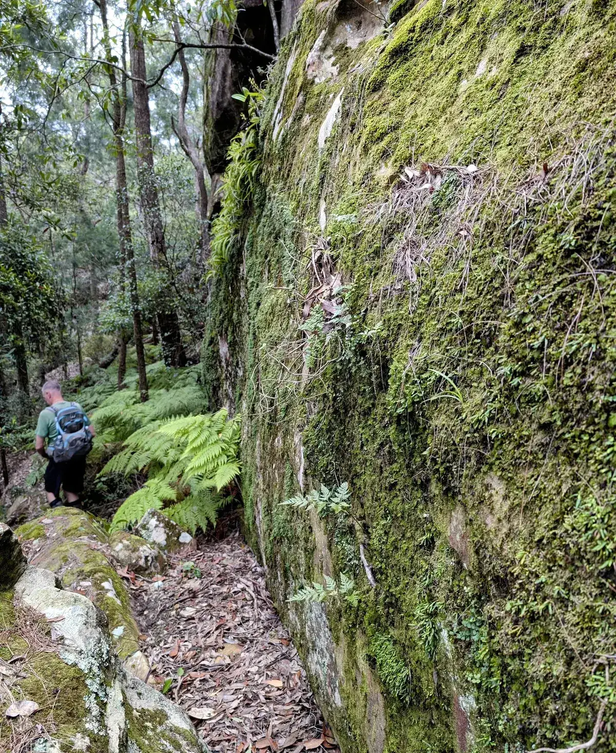 hiker walking below a tall moss covered rock wall beside tree ferns