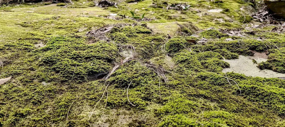 dense green moss carpeting a rock ledge beside the track