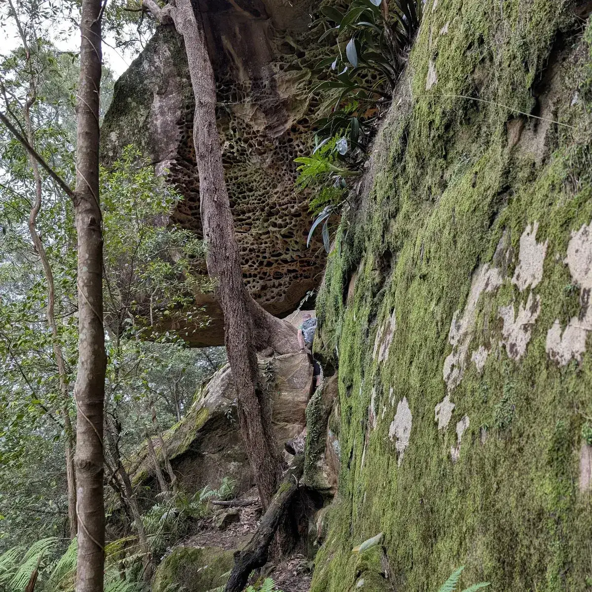 hiker climbing the base of a mossy rock wall beneath a honeycombed overhang