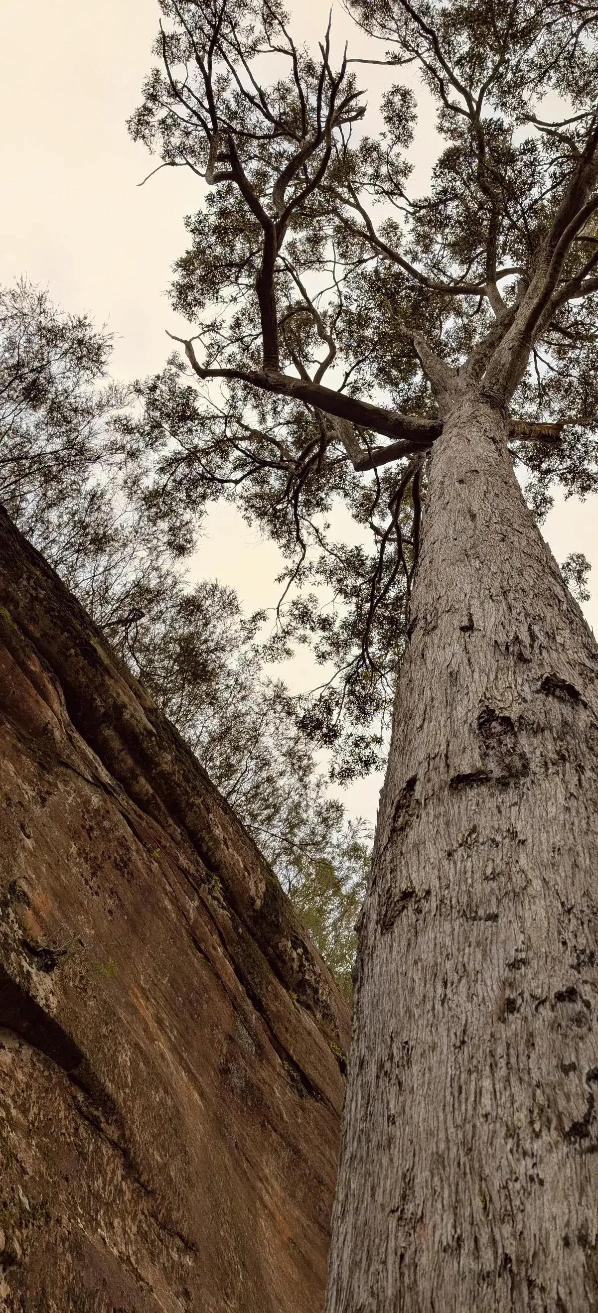 looking up a tall eucalypt trunk framed between two sandstone boulders