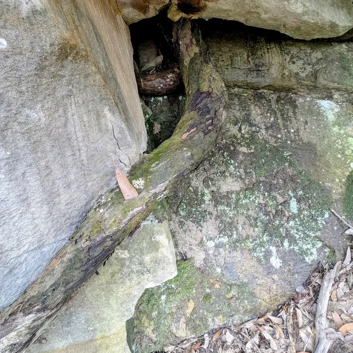 fallen branch bridging a narrow crevice between two lichen crusted boulders