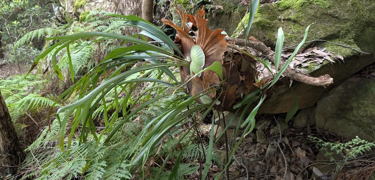 staghorn fern draped over a fallen log with tree ferns and moss all around