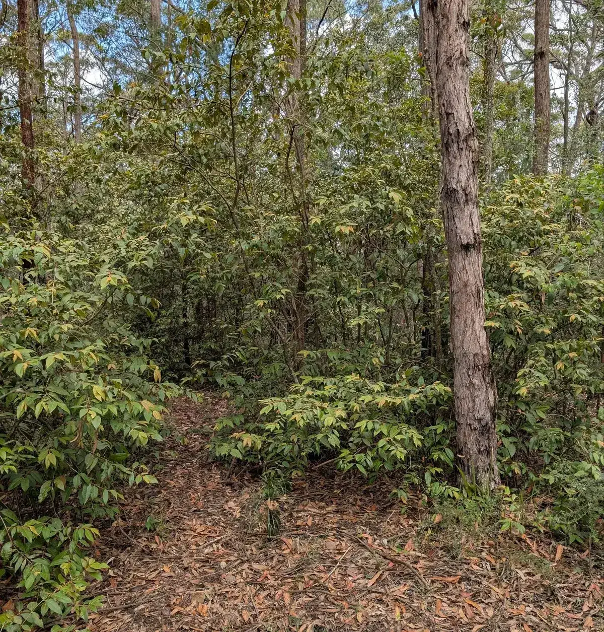 narrow bush track cutting through dense leafy undergrowth near the campsite