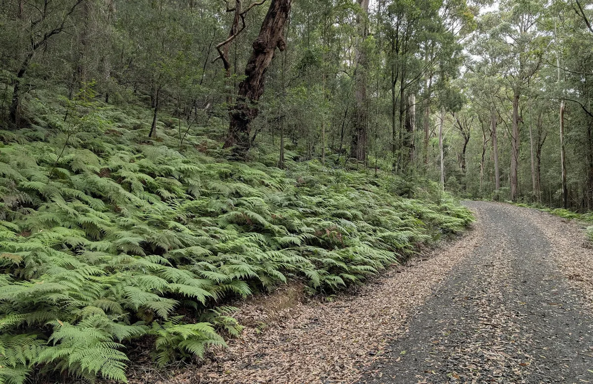 wide gravel fire trail bordered by tree ferns curving through the forest