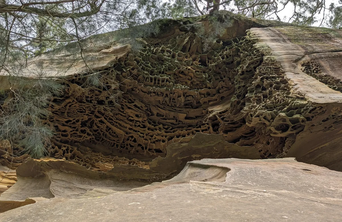 intricate honeycomb weathering carved deep into a sandstone rock shelf