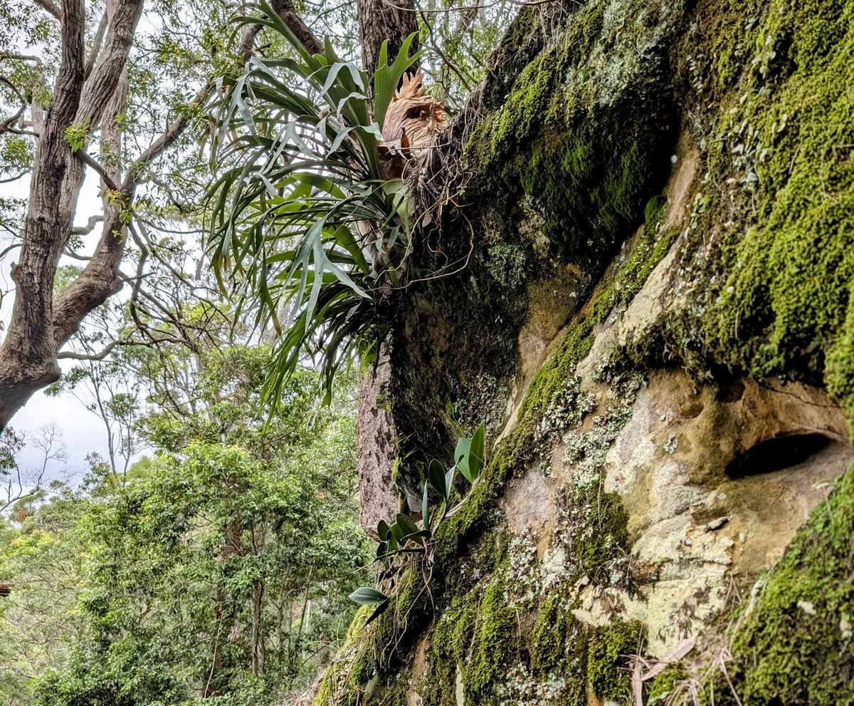 staghorn fern clinging to a lichen patched boulder beside a gum tree trunk