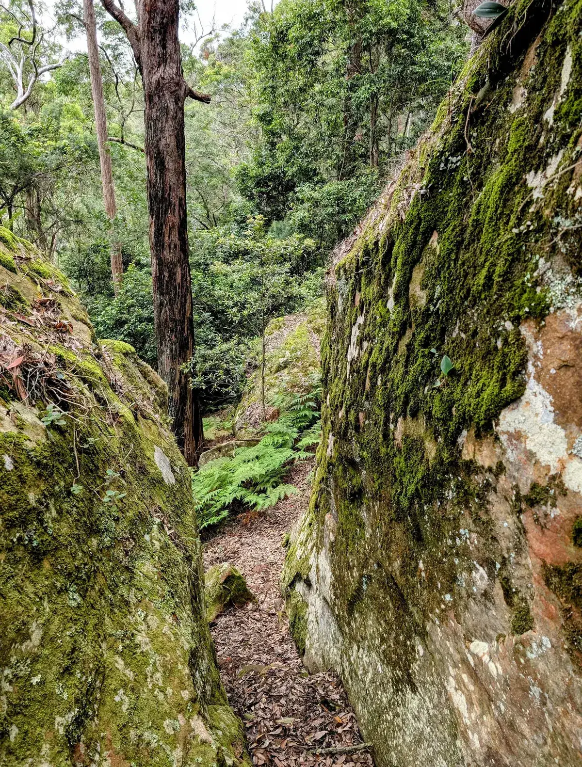 narrow forested gap between mossy boulders with a tall tree trunk and ferns below
