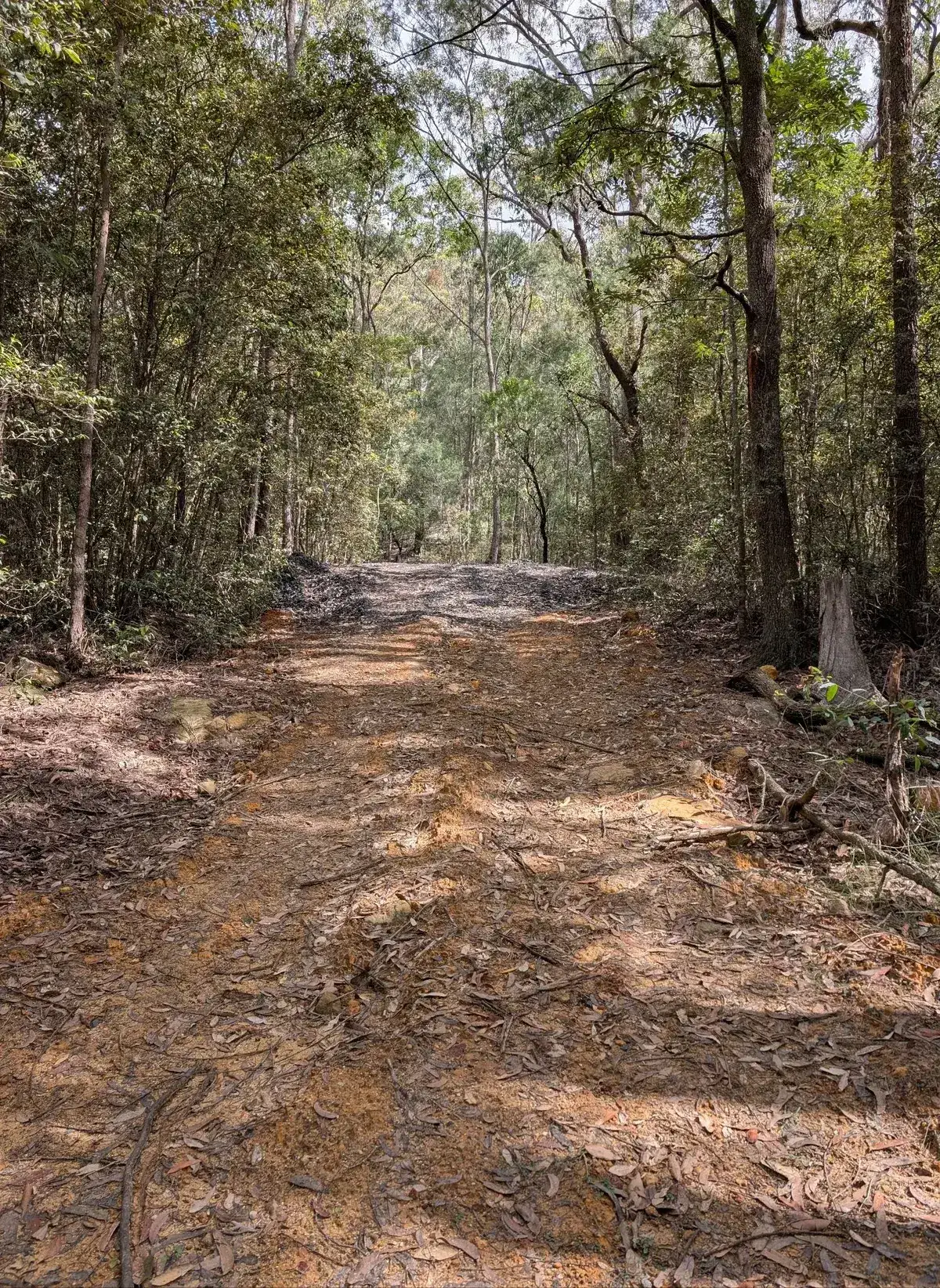 dirt fire trail winding through tall eucalypt forest towards Ritcher's Cave