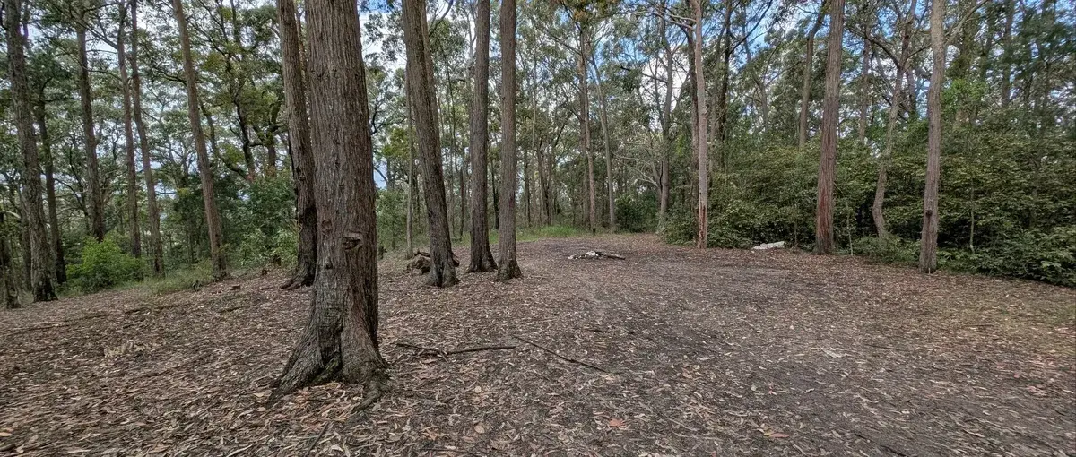 open eucalypt clearing scattered with fallen branches and leaf litter
