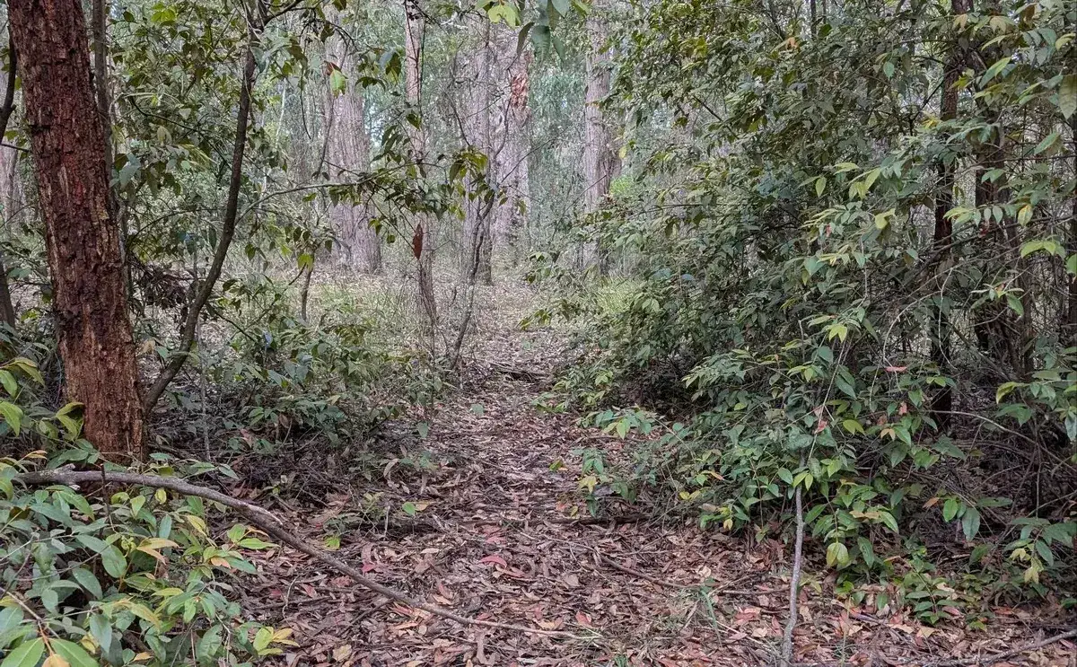 Bush track through dense saplings and thick leaf litter