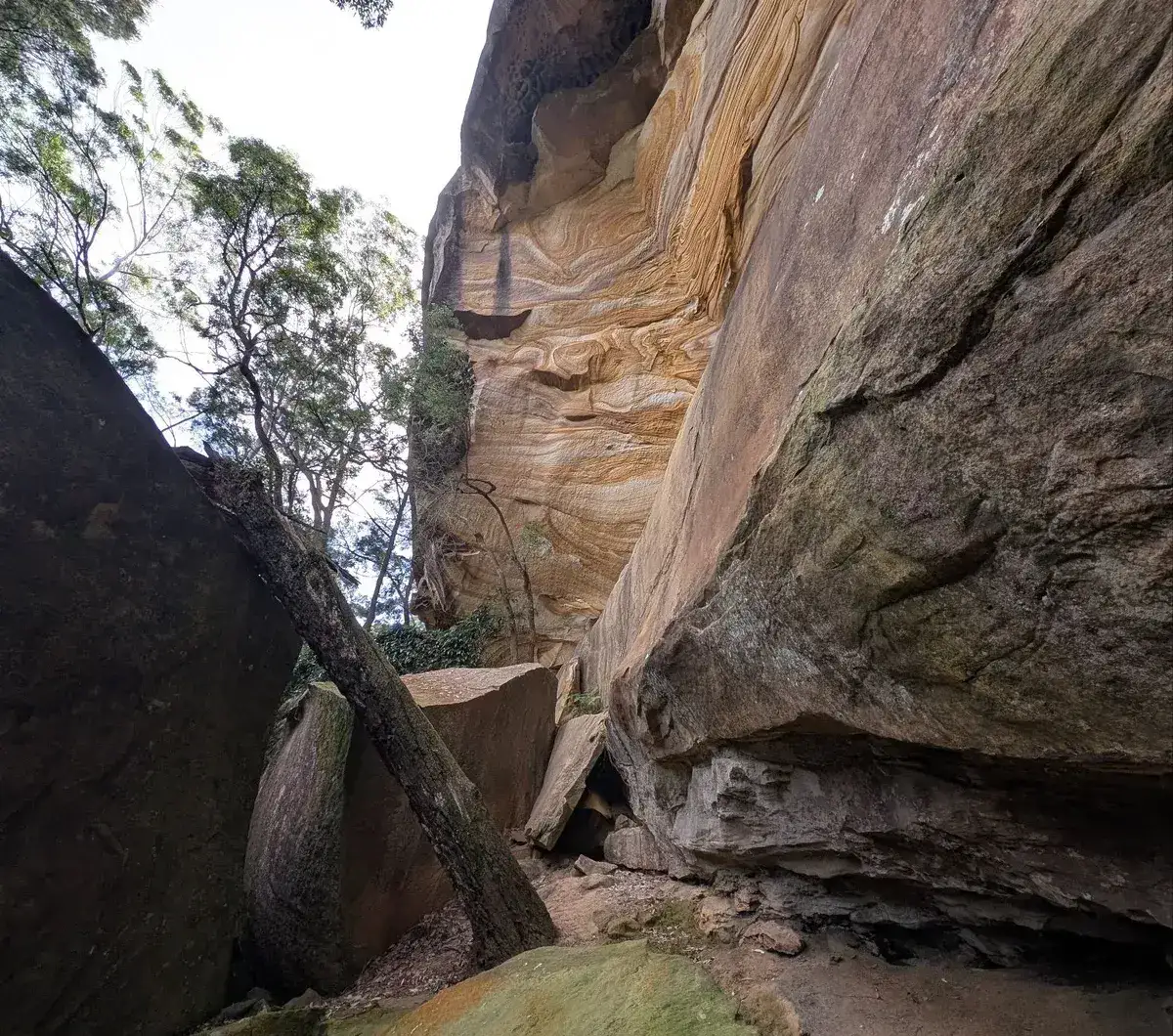 Swirled honeycombed cave wall above a fallen tree trunk