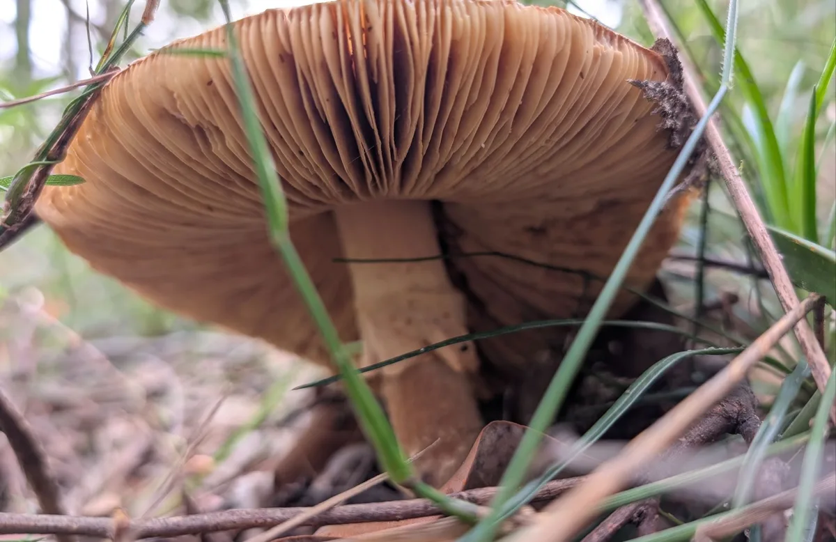 Pale mushroom with brown gills growing low among grass