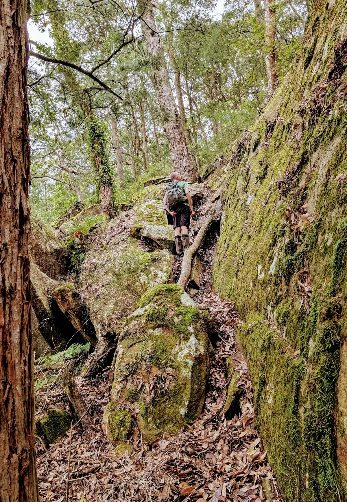 Hiker picks a route along a mossy ledge past a leaning trunk