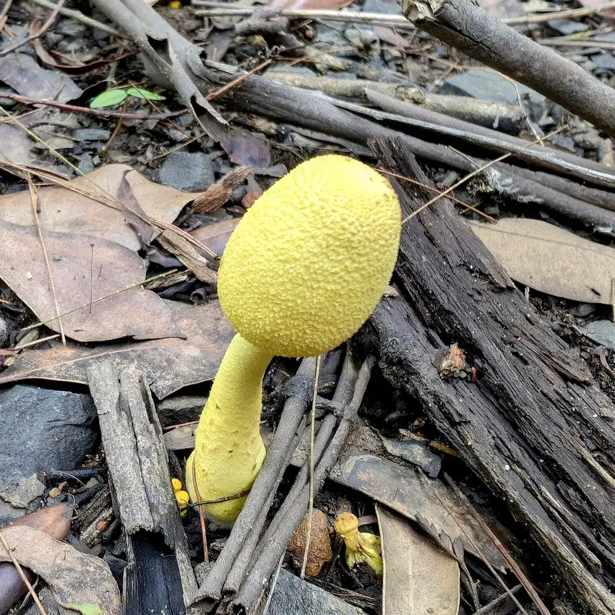 Bright yellow puffball mushroom emerging from rotting bark