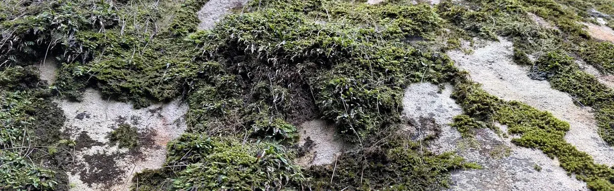 Close up of moss and lichen patchwork on a boulder