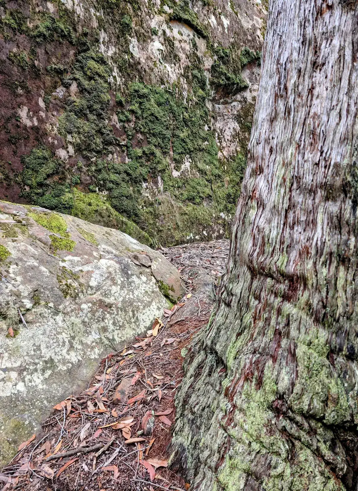 Mossy rock ledge beside a gnarled trunk above a shaded gully