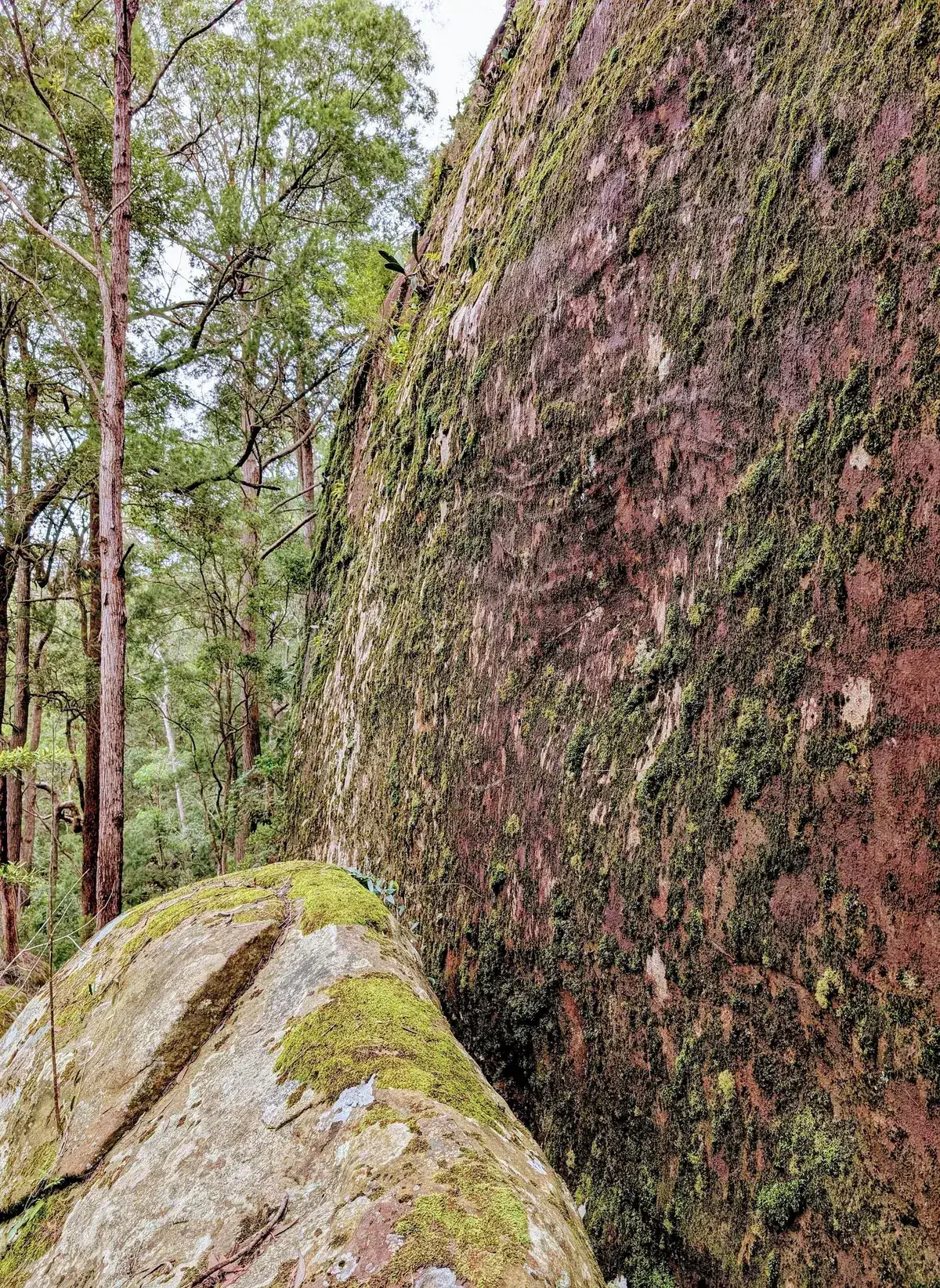 Close up of moss covering a dark red sandstone rock face