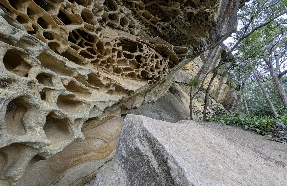 Wide view of an intricately honeycombed sandstone cave ceiling