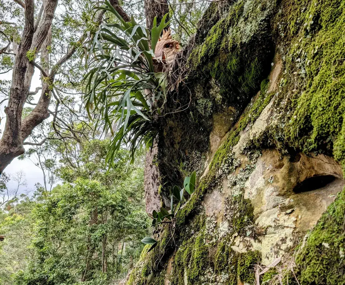 Staghorn fern clinging to a mossy rock face beside a tree