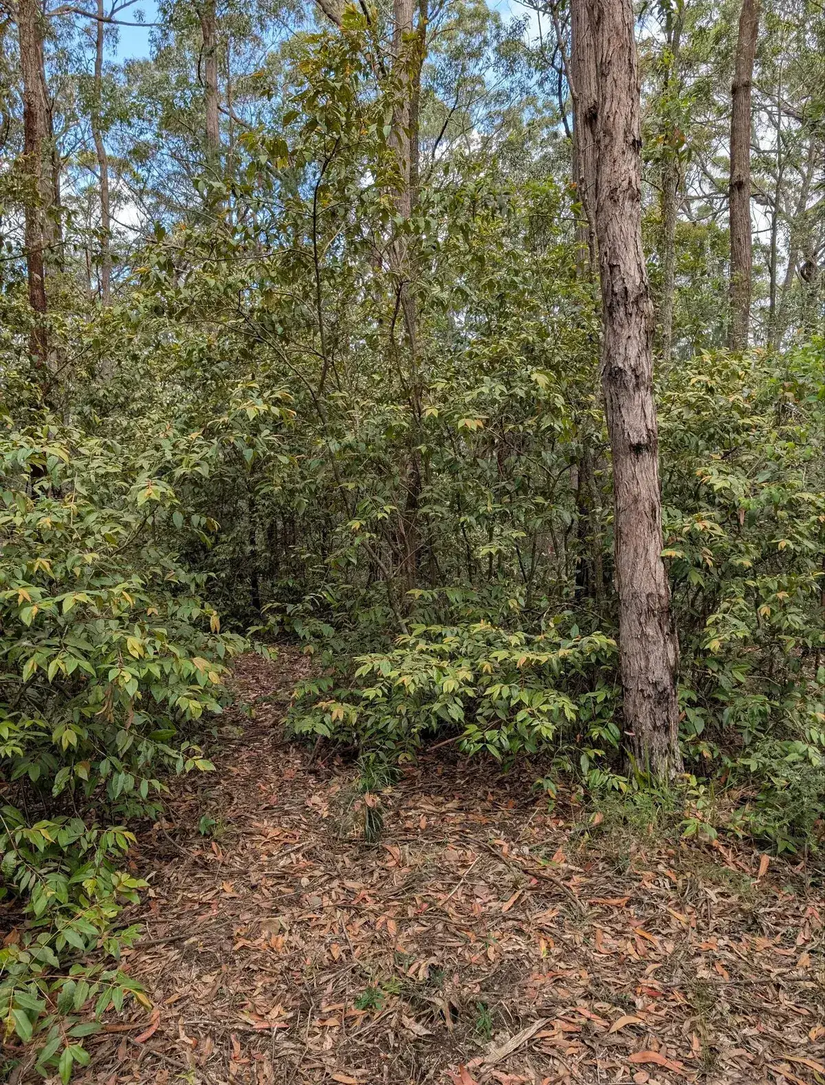Narrow bush track winding through dense green shrubs near the campsite