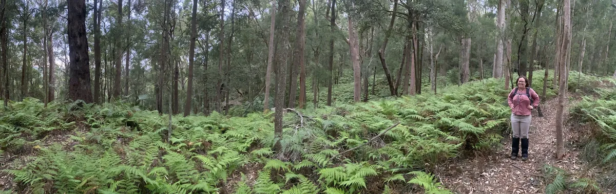 Panoramic fern gully view with a hiker in a pink jacket