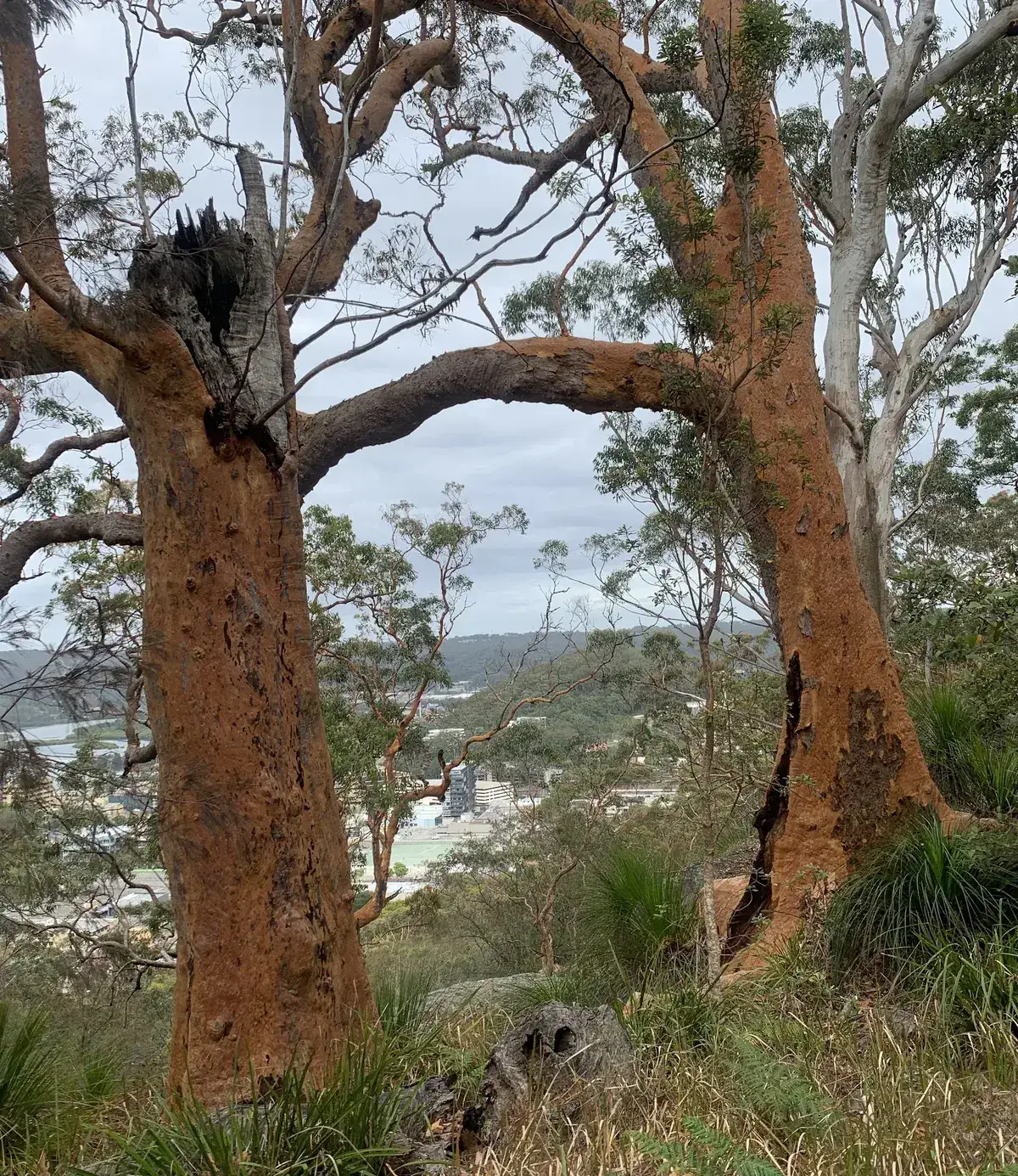 Gnarled orange trunked angophora tree framing a view of Gosford