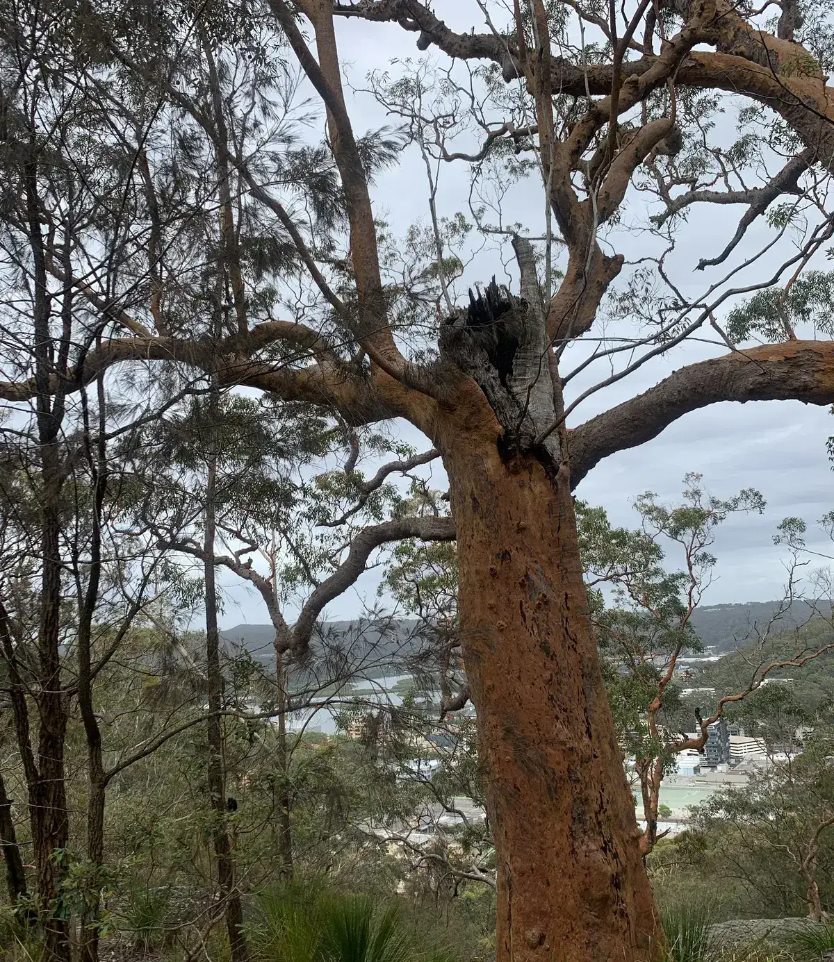 Close view of a burnt hollow in an angophora trunk above Gosford