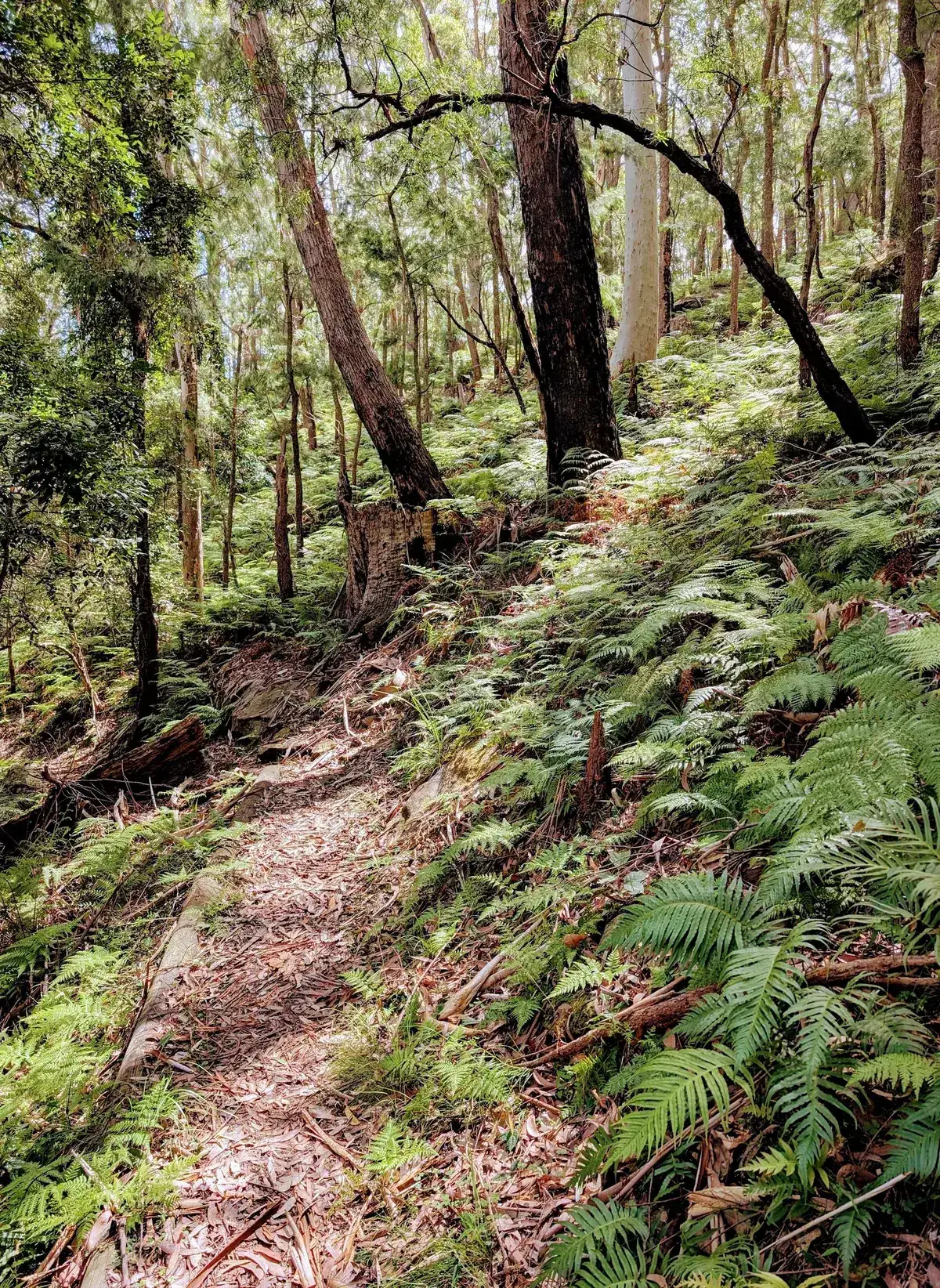 Rumbalara - North Gosford Tottenham Place Circuit (3km) photo 18